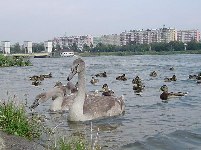 Zapora rzeszowska